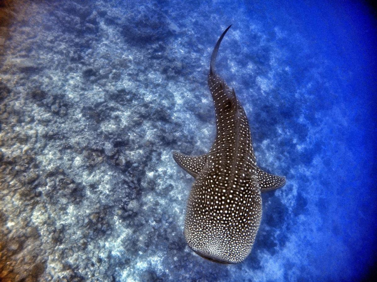 Athiri Beach Maldives Дігура Екстер'єр фото